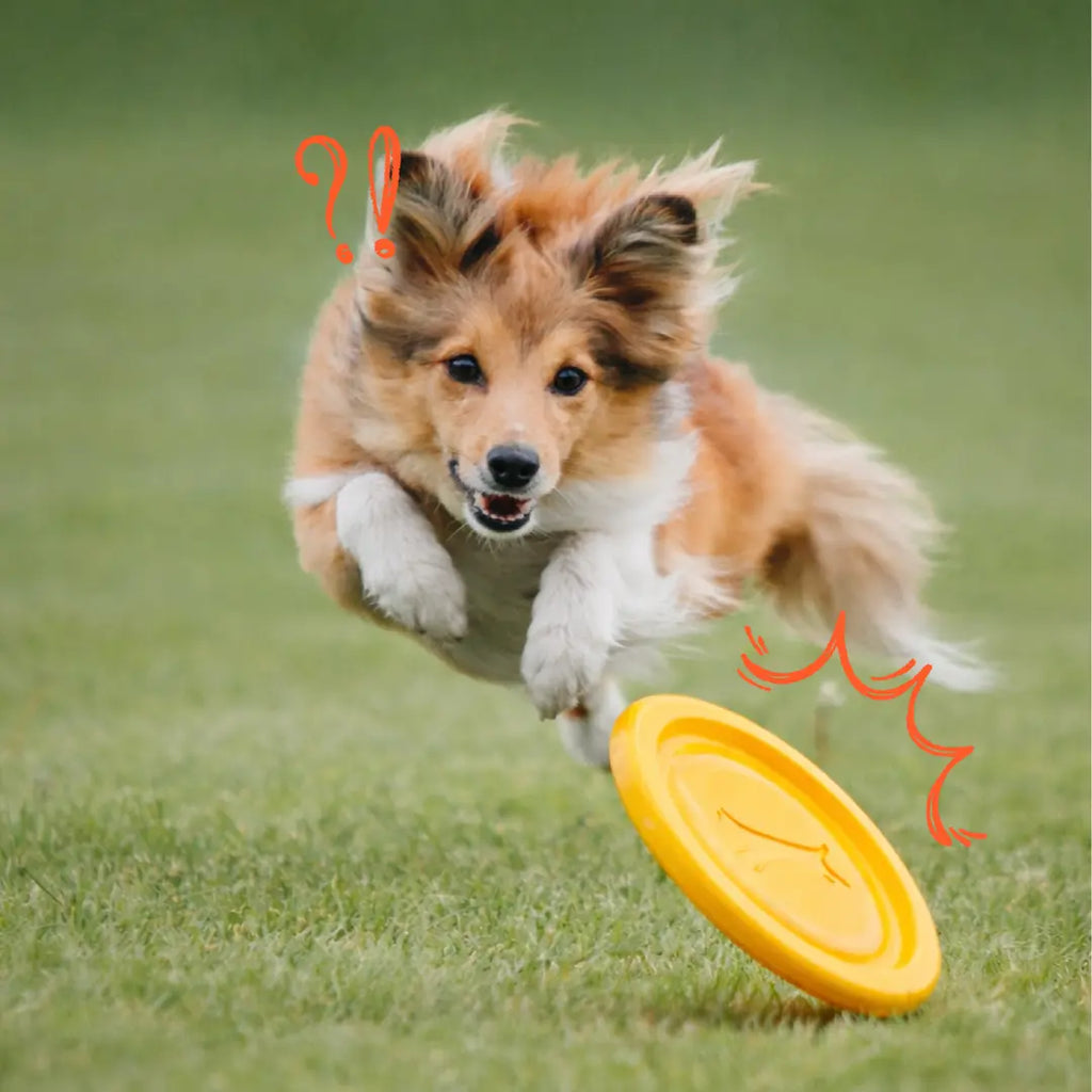 Pupcub Zoomie Bundle