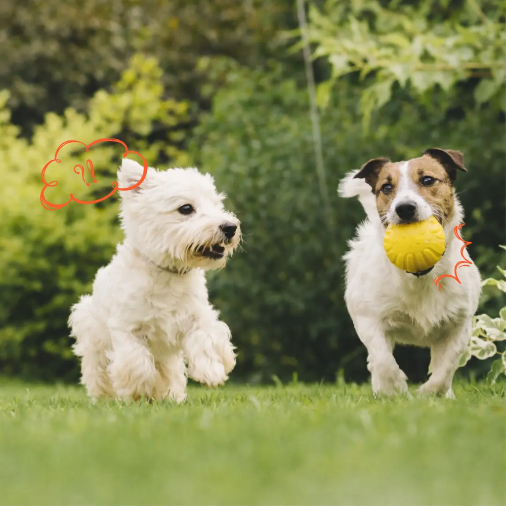 Pupcub Zoomie Bundle